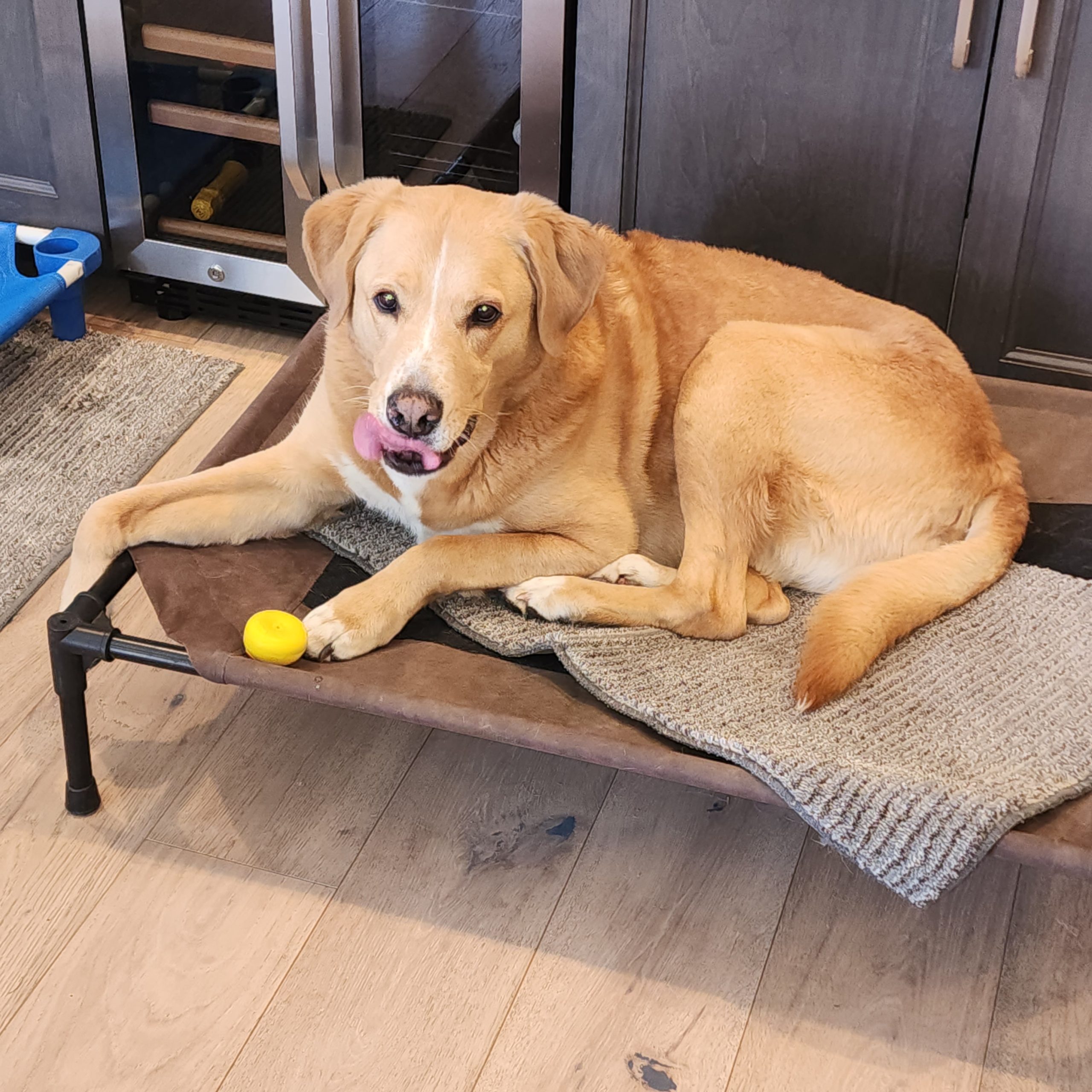 Overnight Pet Sitting/ House Sitting